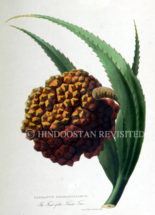 /data/Original Prints/Natural History/THE FRUIT OF THE KEURA TREE.jpg